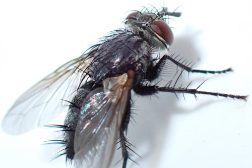 Voria ruralis